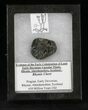 Rhynie Chert - Early Devonian Vascular Plant Fossils #25803-1